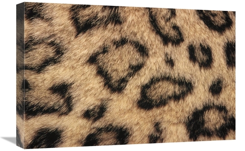 Global Gallery GCS-452759-1624-142 16 x 24 in. Snow Leopard Skin Showi