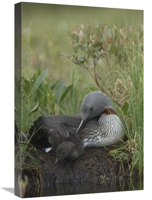 Global Gallery GCS-451937-1624-142 16 x 24 in. Red-Throated Loon with 