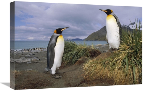 Global Gallery GCS-451110-1624-142 16 x 24 in. King Penguin Pair in Tu