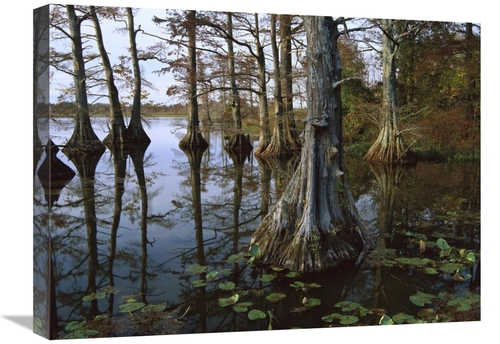 Global Gallery GCS-395933-1824-142 18 x 24 in. Bald Cypress at Upper B