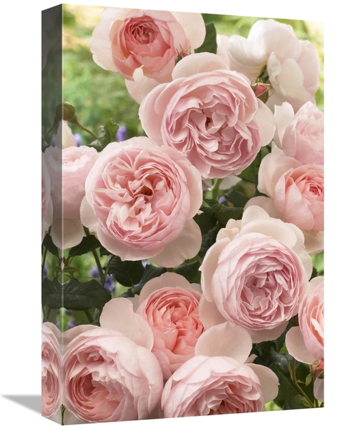 12 x 18 in. Rose Heritage Variety Flowers Art Print - Visionspictures