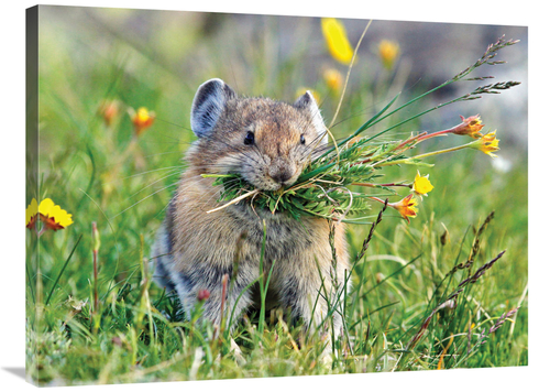 Global Gallery GCS-486599-36-142 36 in. Pika Art Print - Vic Schendel