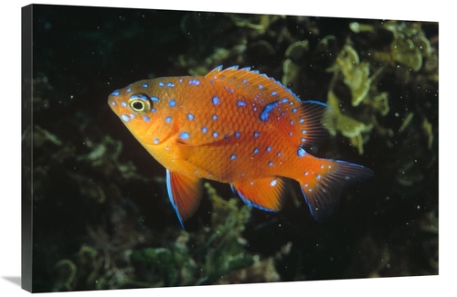 Global Gallery GCS-450614-2436-142 24 x 36 in. Garibaldi Juvenile,