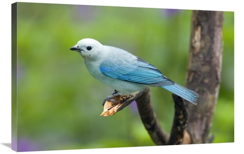 Global Gallery GCS-397284-2436-142 24 x 36 in. Blue-Gray Tanager Male&