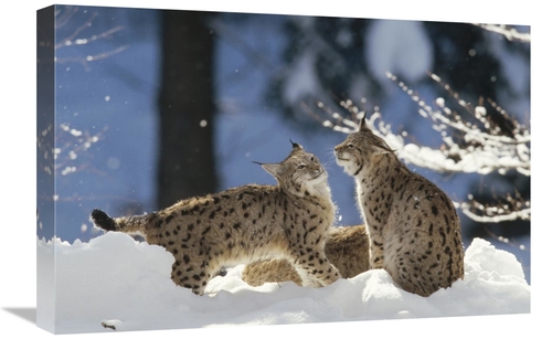 Global Gallery GCS-452438-1624-142 16 x 24 in. Eurasian Lynx Pair,