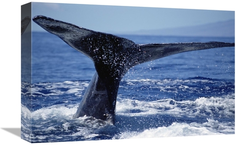Global Gallery GCS-451034-1218-142 12 x 18 in. Humpback Whale Whale Ta