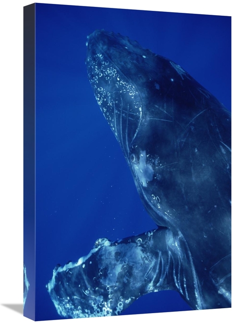 Global Gallery GCS-451031-1624-142 16 x 24 in. Humpback Whale Close Up