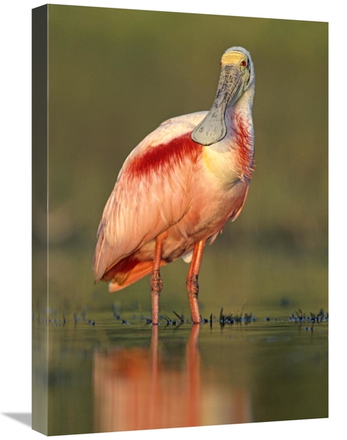 Global Gallery GCS-396117-1624-142 16 x 24 in. Roseate Spoonbill Wadin
