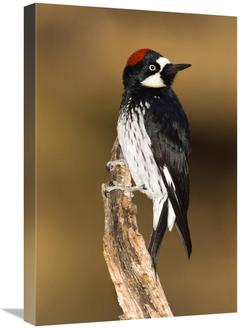 Global Gallery GCS-453357-1624-142 16 x 24 in. Acorn Woodpecker Female