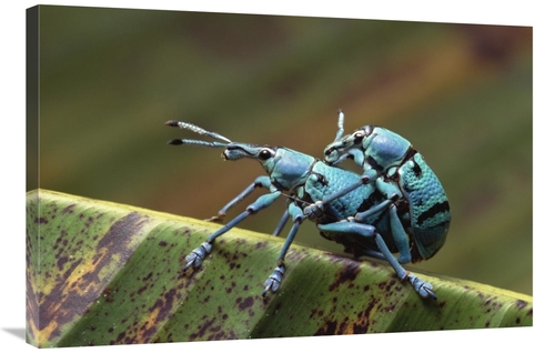 Global Gallery GCS-452770-2436-142 24 x 36 in. True Weevil Pair Mating