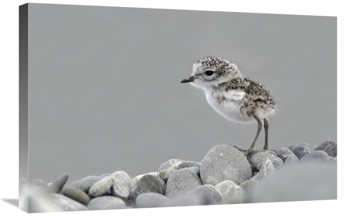 Global Gallery GCS-397463-2030-142 20 x 30 in. Double-Banded Plover Ne