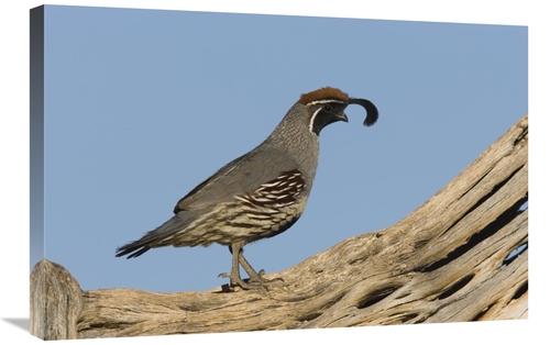 Global Gallery GCS-453359-2030-142 20 x 30 in. Gambels Quail Male,