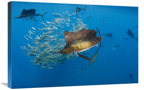 20 x 30 in. Atlantic Sailfish Group Hunting Round Sardinella, Isla