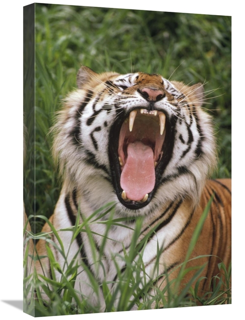 Global Gallery GCS-395745-1624-142 16 x 24 in. Bengal Tiger Yawning&#4