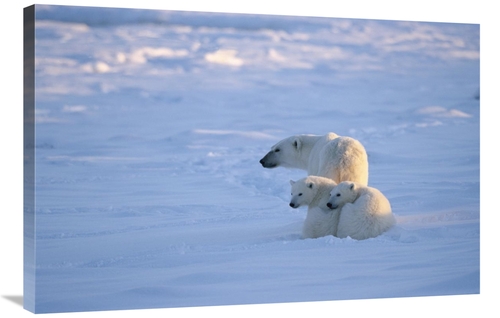 Global Gallery GCS-452501-2436-142 24 x 36 in. Polar Bear with Two Cub