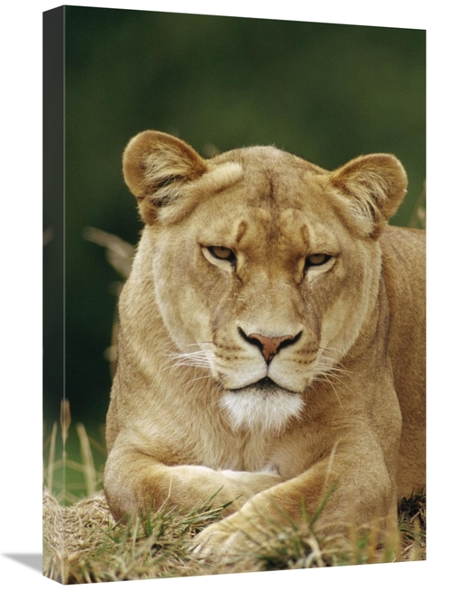 Global Gallery GCS-452912-1624-142 16 x 24 in. African Lion Female Por