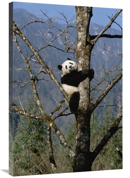 Global Gallery GCS-452335-2436-142 24 x 36 in. Giant Panda in Tree&#44