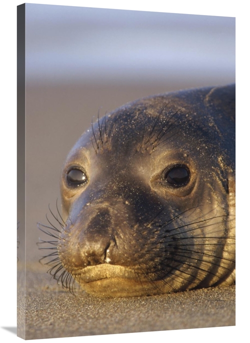 Global Gallery GCS-396458-2436-142 24 x 36 in. Northern Elephant Seal 