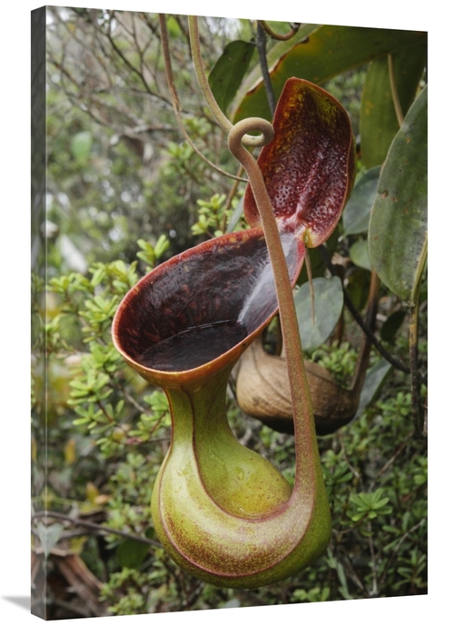 Global Gallery GCS-397555-2436-142 24 x 36 in. Lows Pitcher Plant Pitc