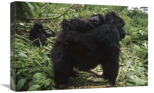 Global Gallery GCS-452816-1624-142 16 x 24 in. Mountain Gorilla Baby B