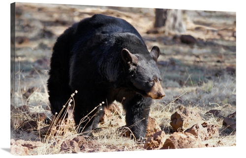 Global Gallery GCS-486531-40-142 40 in. Spring Bear on the Prowl Art P