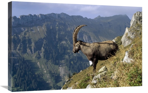 Global Gallery GCS-452366-2030-142 20 x 30 in. Alpine Ibex Male with S