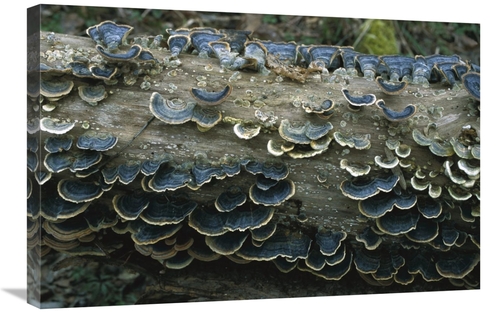 Global Gallery GCS-452514-2030-142 20 x 30 in. Bracket Fungus Growing 