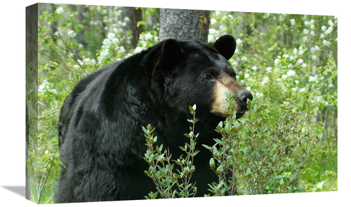 Global Gallery GCS-486625-22-142 22 in. Spring Time in Bear Country Ar