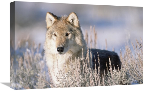 Global Gallery GCS-396036-1624-142 16 x 24 in. Timber Wolf Portrait&#4