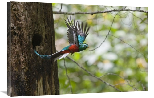 Global Gallery GCS-452696-2436-142 24 x 36 in. Resplendent Quetzal Mal