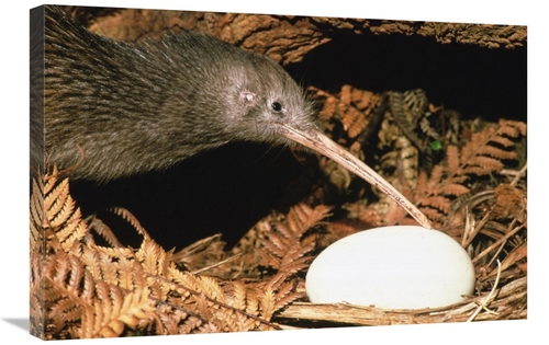 Global Gallery GCS-451108-2030-142 20 x 30 in. North Island Brown Kiwi