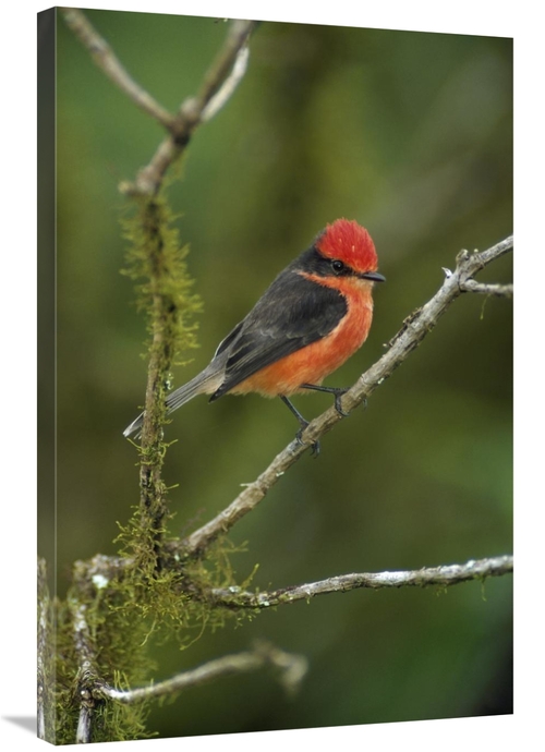 Global Gallery GCS-451196-2436-142 24 x 36 in. Vermilion Flycatcher Ma