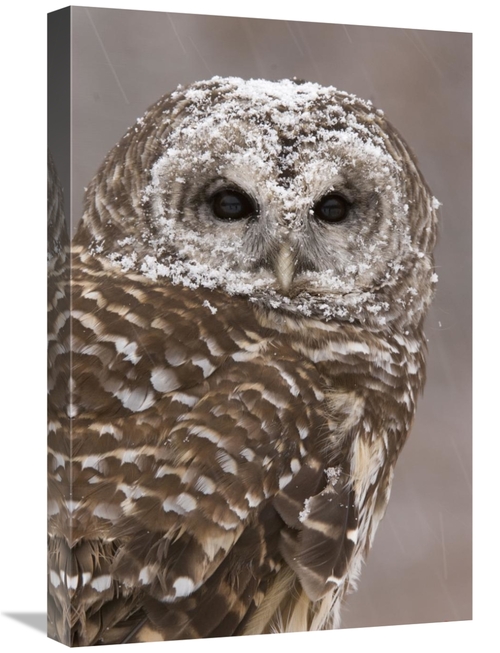 Global Gallery GCS-397356-1624-142 16 x 24 in. Barred Owl in Winter