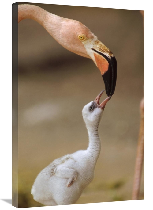 Global Gallery GCS-396380-2030-142 20 x 30 in. Greater Flamingo Mother