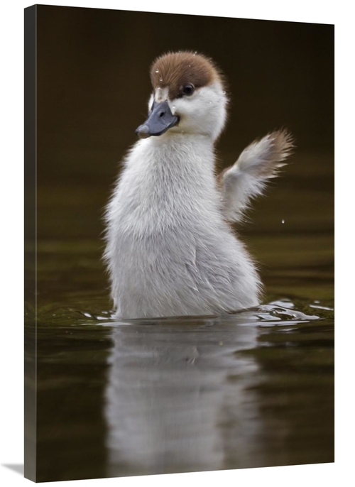 Global Gallery GCS-397490-2436-142 24 x 36 in. Paradise Shelduck Chick