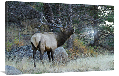 Global Gallery GCS-486604-40-142 40 in. Seeing His Breath Art Print - 