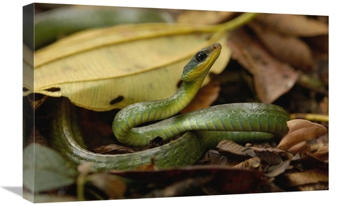 Global Gallery GCS-453200-1624-142 16 x 24 in. Mountain Sipo Coiled Am