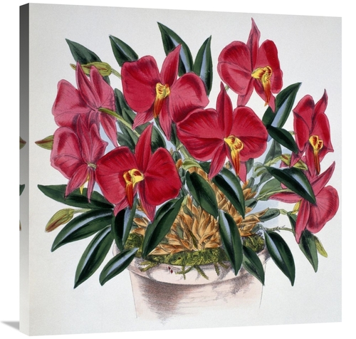 Global Gallery GCS-278078-30-142 30 in. Sophronitis Grandiflora Art Pr