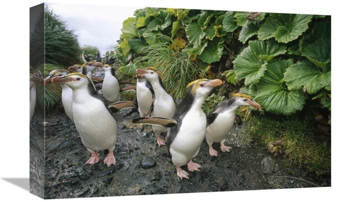 Global Gallery GCS-451047-1218-142 12 x 18 in. Royal Penguin Group Wal