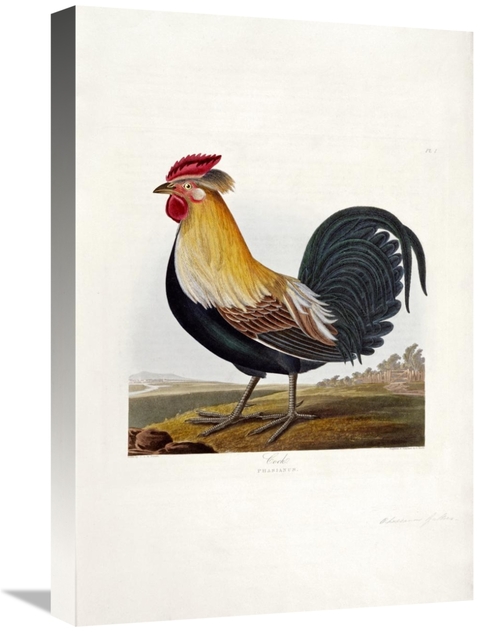 Global Gallery GCS-268069-22-142 22 in. Cock Art Print - Robert Havell