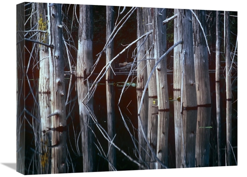 Global Gallery GCS-396662-1824-142 18 x 24 in. Western Red Cedar Trees