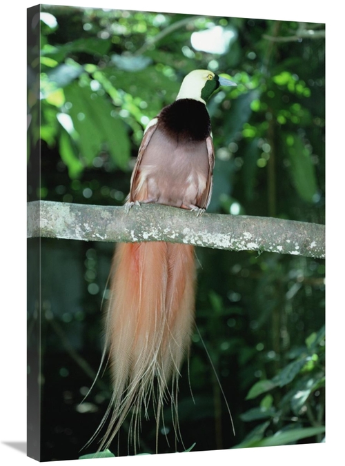 Global Gallery GCS-452771-2030-142 20 x 30 in. Raggiana Bird-Of-Paradi