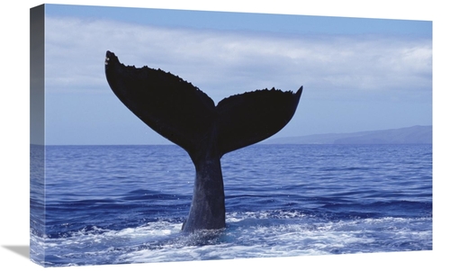 Global Gallery GCS-450803-1624-142 16 x 24 in. Humpback Whale Tail Lob