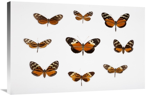 Global Gallery GCS-398534-2436-142 24 x 36 in. Butterflies Art Print -