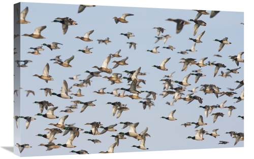 Global Gallery GCS-452604-2030-142 20 x 30 in. Mallard Flock Flying&#4