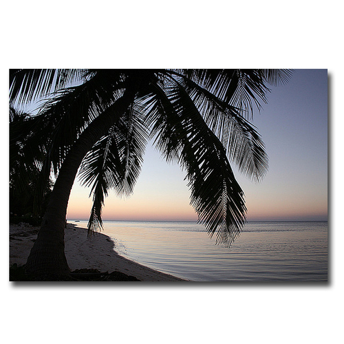 Artistic Home Gallery 2436N384IG Palm Tree Sunset by Brent Anderson Pr