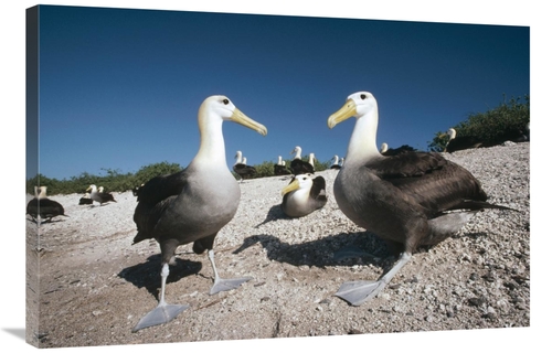Global Gallery GCS-451079-2436-142 24 x 36 in. Waved Albatrossed on Ne