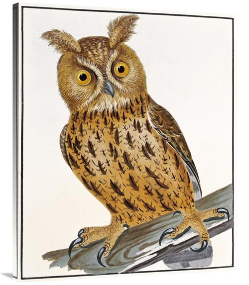 Global Gallery GCS-268247-40-142 40 in. Owl Art Print - William Lewin