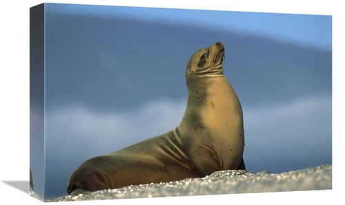 Global Gallery GCS-451755-1218-142 12 x 18 in. Galapagos Sea Lion Fema