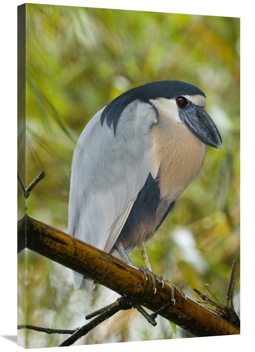 24 x 36 in. Boat-Billed Heron, Costa Rica Art Print - Steve Gettle
